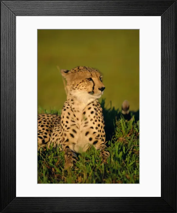 Framed Print : Portrait of a Cheetah (Acinonyx jubatus), Okavango Delta, Botswana Framed Print : Portrait of a Cheetah (Acinonyx jubatus), Okavango Delta, Botswana