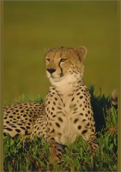 Cheetah (Acinonyx jubatus), Okavango Delta, Botswana, Africa