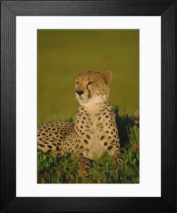 Framed Print : Cheetah (Acinonyx jubatus), Okavango Delta, Botswana, Africa