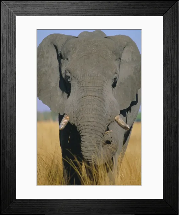 Framed Print : African elephant (Loxodonta africana), Okavango Delta, Botswana, Africa Framed Print : African elephant (Loxodonta africana), Okavango Delta, Botswana, Africa