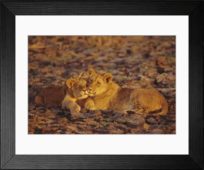 Framed Print : Lioness and cub, Okavango Delta, Botswana, Africa Framed Print : Lioness and cub, Okavango Delta, Botswana, Africa