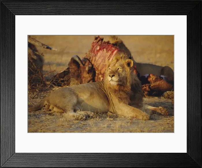 Framed Print : Lion (Panthera leo), Okavango Delta, Botswana, Africa Framed Print : Lion (Panthera leo), Okavango Delta, Botswana, Africa