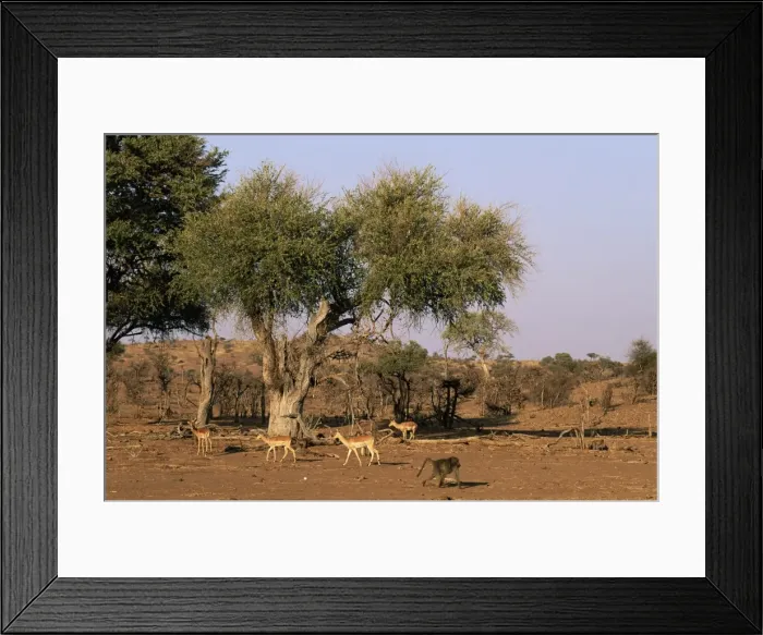 Framed Print : Impala (Aepyceros melampus) and Chacma baboon (Papio ursinus), Mashatu Game Reserve Framed Print : Impala (Aepyceros melampus) and Chacma baboon (Papio ursinus), Mashatu Game Reserve