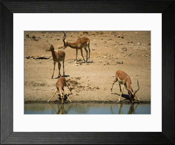 Framed Print : Impala (Aepyceros melampus) drinking, Mashatu Game Reserve, Botswana, Africa Framed Print : Impala (Aepyceros melampus) drinking, Mashatu Game Reserve, Botswana, Africa