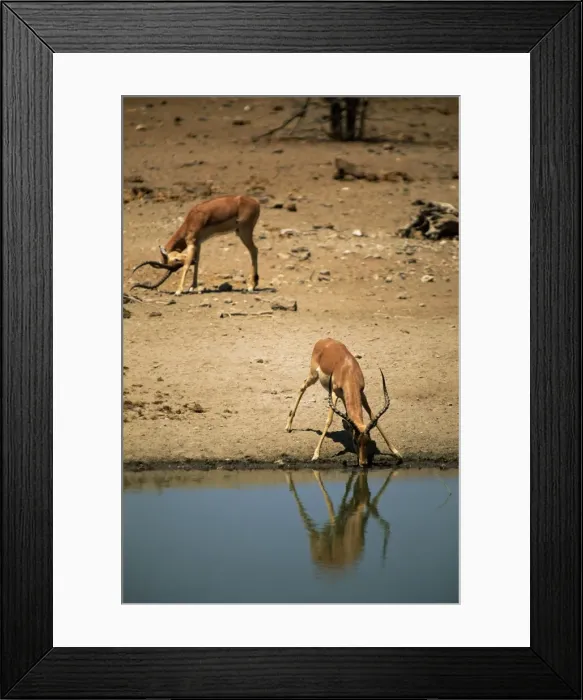 Framed Print : Impala (Aepyceros melampus) drinking, Mashatu Game Reserve, Botswana, Africa Framed Print : Impala (Aepyceros melampus) drinking, Mashatu Game Reserve, Botswana, Africa