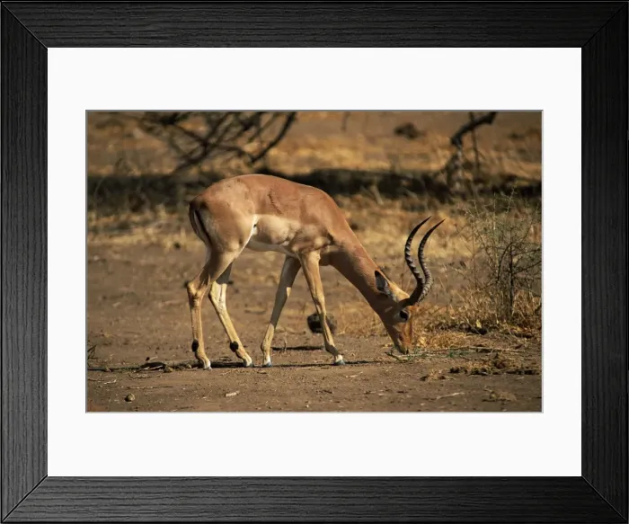 Framed Print : Impala (Aepyceros melampus), Mashatu Game Reserve, Botswana, Africa Framed Print : Impala (Aepyceros melampus), Mashatu Game Reserve, Botswana, Africa
