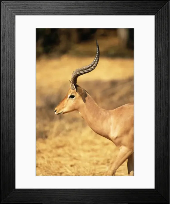 Framed Print : Close-up of an impala (Aepyceros melampus), Mashatu Game Reserve, Botswana, Africa Framed Print : Close-up of an impala (Aepyceros melampus), Mashatu Game Reserve, Botswana, Africa