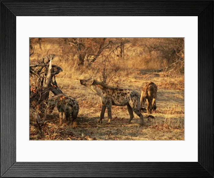 Framed Print : Spotted hyena (Crocuta crocuta), Mashatu Game Reserve, Botswana, Africa Framed Print : Spotted hyena (Crocuta crocuta), Mashatu Game Reserve, Botswana, Africa