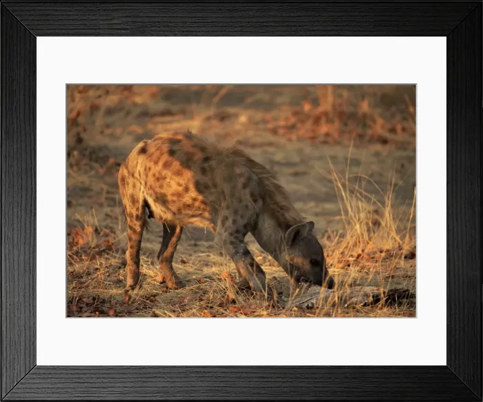 Framed Print : Spotted hyena (Crocuta crocuta), Mashatu Game Reserve, Botswana, Africa Framed Print : Spotted hyena (Crocuta crocuta), Mashatu Game Reserve, Botswana, Africa