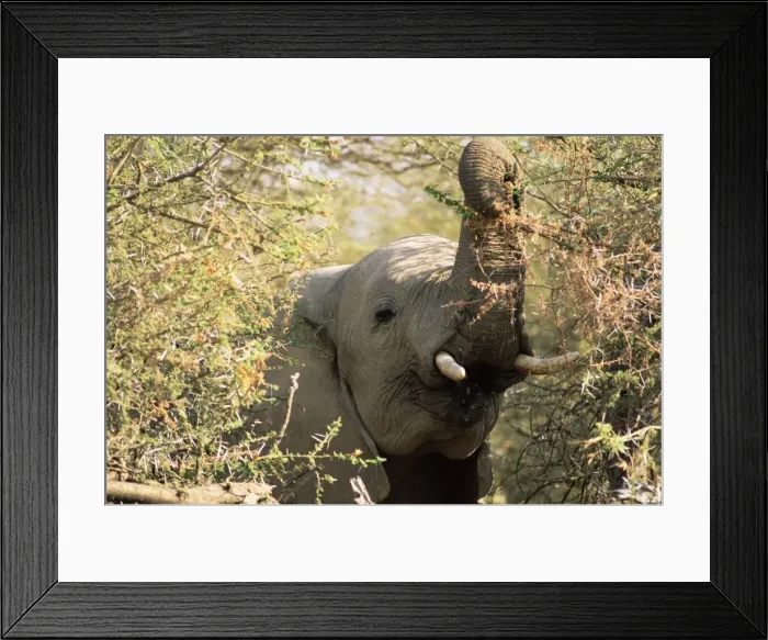 Framed Print : African elephant (Loxodonta africana), Mashatu Game Reserve, Botswana, Africa Framed Print : African elephant (Loxodonta africana), Mashatu Game Reserve, Botswana, Africa
