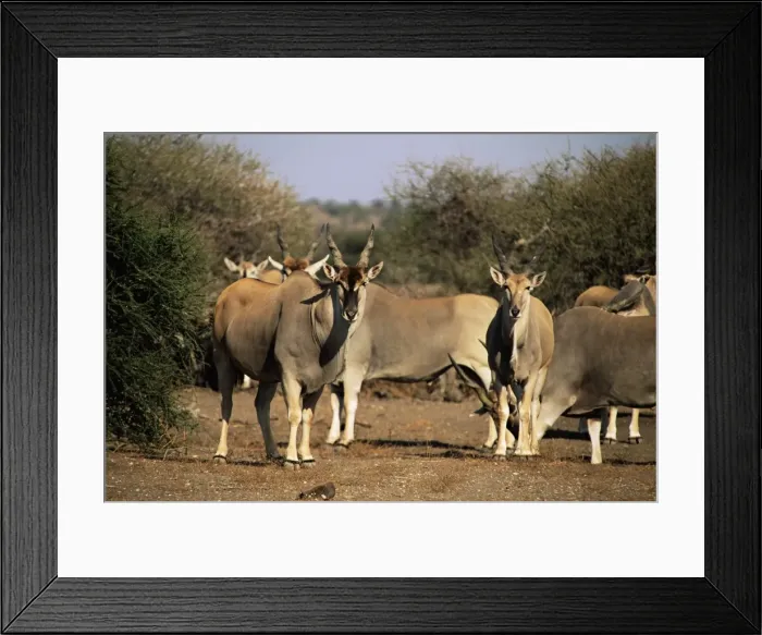 Framed Print : Eland (Taurotragus oryx), Mashatu Game Reserve, Botswana, Africa Framed Print : Eland (Taurotragus oryx), Mashatu Game Reserve, Botswana, Africa
