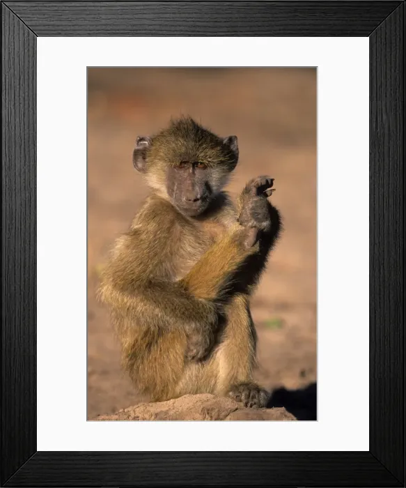 Framed Print : Savanna baboon, (Papio cynocephalus), Chobe National Park, Botswana Framed Print : Savanna baboon, (Papio cynocephalus), Chobe National Park, Botswana