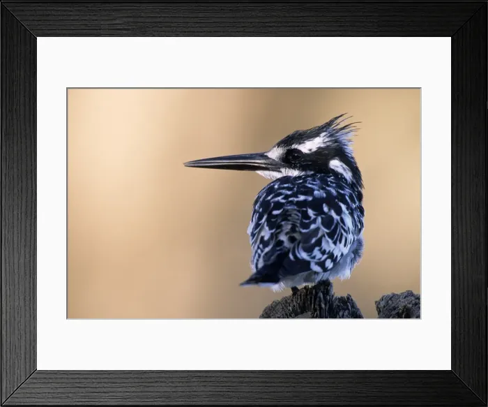 Framed Print : Pied Kingfisher, (Ceryle rudis), Chobe River, Chobe National Park, Botswana Framed Print : Pied Kingfisher, (Ceryle rudis), Chobe River, Chobe National Park, Botswana