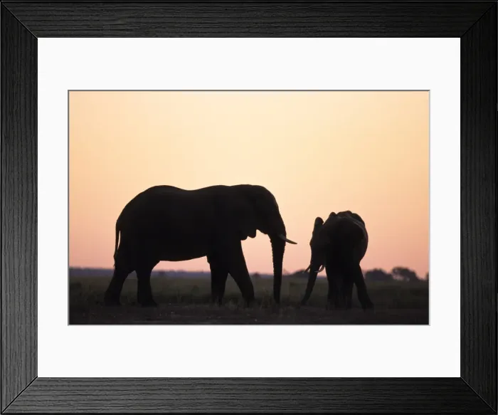 Framed Print : African Elephant, (Loxodonta africana), Chobe River, Chobe National Park, Botswana Framed Print : African Elephant, (Loxodonta africana), Chobe River, Chobe National Park, Botswana