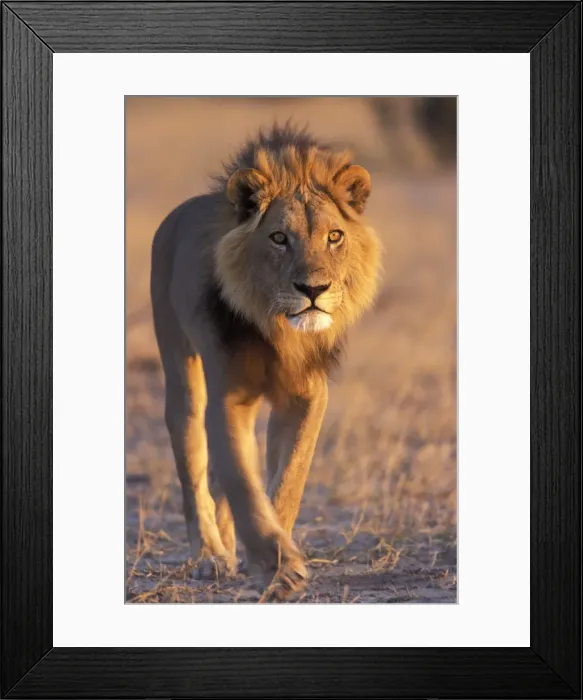 Framed Print : Lion, (Panthera leo), Savuti, Chobe National Park, Botswana Framed Print : Lion, (Panthera leo), Savuti, Chobe National Park, Botswana