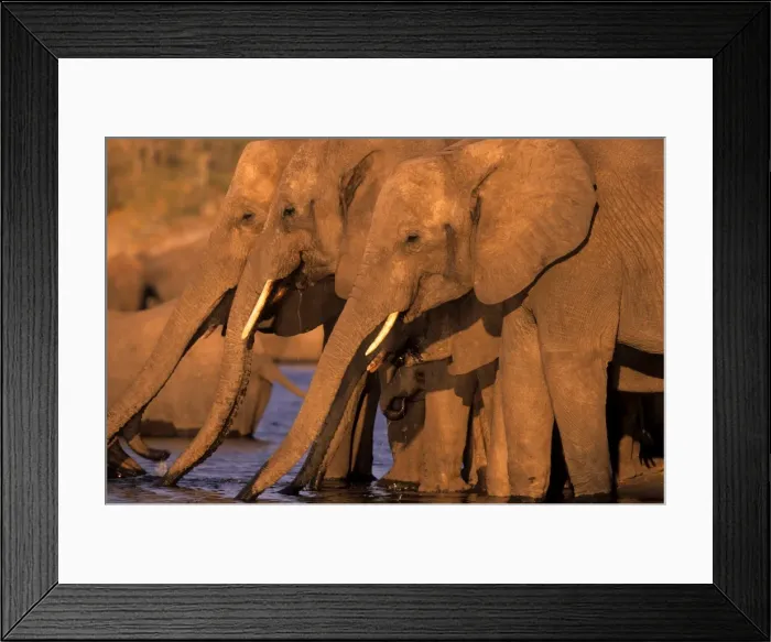 Framed Print : African Elephant, (Loxodonta africana), Chobe River, Chobe National Park, Botswana Framed Print : African Elephant, (Loxodonta africana), Chobe River, Chobe National Park, Botswana