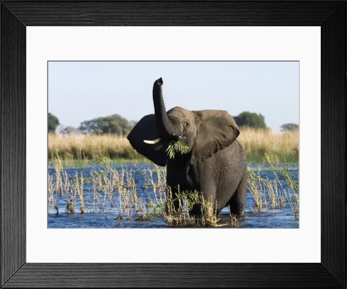 Framed Print : African Elephant, (Loxodonta africana), Chobe River, Chobe N. P, Botswana Framed Print : African Elephant, (Loxodonta africana), Chobe River, Chobe N. P, Botswana