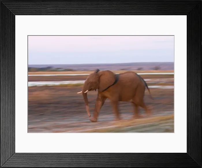Framed Print : African Elephant, (Loxodonta africana), Chobe River, Chobe N. P, Botswana Framed Print : African Elephant, (Loxodonta africana), Chobe River, Chobe N. P, Botswana