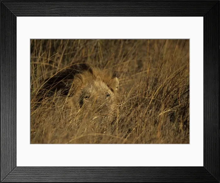 Framed Print : Lion, Panthera leo, Moremi Wildlife Reserve, Botswana, Africa Framed Print : Lion, Panthera leo, Moremi Wildlife Reserve, Botswana, Africa