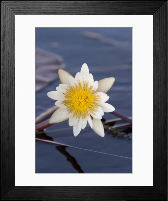 Framed Print : Water Lily, Nymphaea caerulea, Chobe River, Chobe National Park, Botswana, Africa Framed Print : Water Lily, Nymphaea caerulea, Chobe River, Chobe National Park, Botswana, Africa