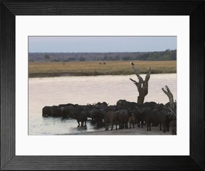 Framed Print : African buffalos, Syncerus caffer, Chobe River, Chobe National Park, Botswana, Africa Framed Print : African buffalos, Syncerus caffer, Chobe River, Chobe National Park, Botswana, Africa