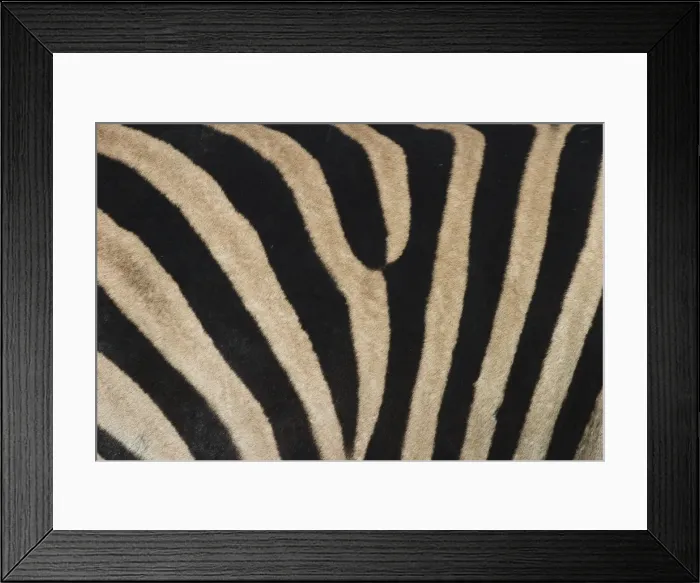 Framed Print : Plains zebra, Burchells zebra, Equus burchellii, Khwai River, Botswana, Africa