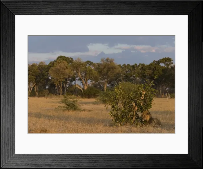 Framed Print : Lion, Panthera leo, Chobe National Park, Savuti, Botswana, Africa Framed Print : Lion, Panthera leo, Chobe National Park, Savuti, Botswana, Africa