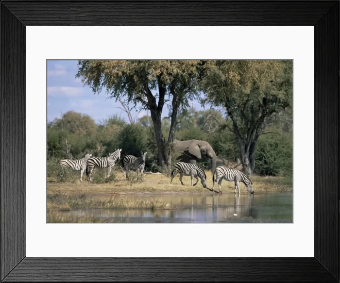 Framed Print : Elephant and zebras at the Khwai river, Moremi Wildlife Reserve, Botswana, Africa Framed Print : Elephant and zebras at the Khwai river, Moremi Wildlife Reserve, Botswana, Africa