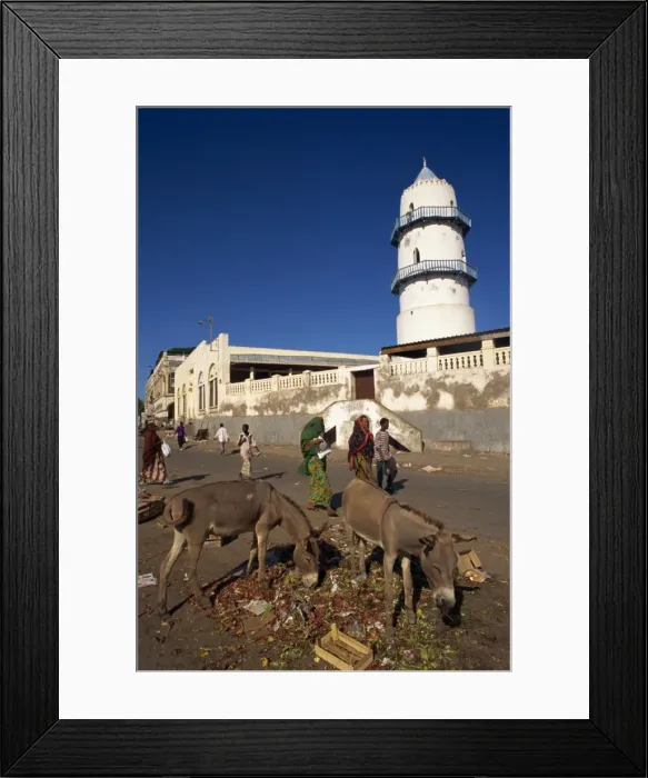 Framed Print : Mules eating discarded vegetables in street, Djibouti, Africa Framed Print : Mules eating discarded vegetables in street, Djibouti, Africa