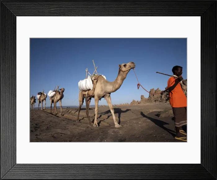 Framed Print : Local nomads drive camels across the desolate landscape of Lac Abbe, Djibouti, Africa Framed Print : Local nomads drive camels across the desolate landscape of Lac Abbe, Djibouti, Africa