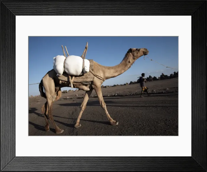 Framed Print : Local nomads drive camels across the desolate landscape of Lac Abbe, Djibouti, Africa Framed Print : Local nomads drive camels across the desolate landscape of Lac Abbe, Djibouti, Africa