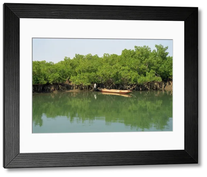 Framed Print : Harvesting oysters from mangroves near Makasutu, Gambia, West Africa, Africa Framed Print : Harvesting oysters from mangroves near Makasutu, Gambia, West Africa, Africa