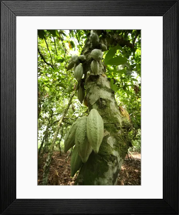Framed Print : Cocoa fruit pods on tree, Kumasi, Ghana, West Africa, Africa Framed Print : Cocoa fruit pods on tree, Kumasi, Ghana, West Africa, Africa