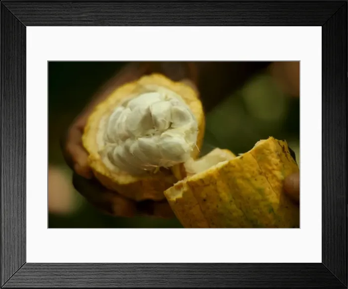 Framed Print : Cocoa fruit, Kumasi, Ghana, West Africa, Africa Framed Print : Cocoa fruit, Kumasi, Ghana, West Africa, Africa