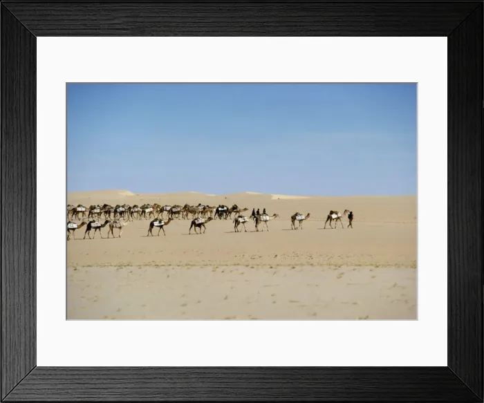 Framed Print : Camel train carrying salt, Taoudenni, Timbuktoo, Mali, Africa Framed Print : Camel train carrying salt, Taoudenni, Timbuktoo, Mali, Africa