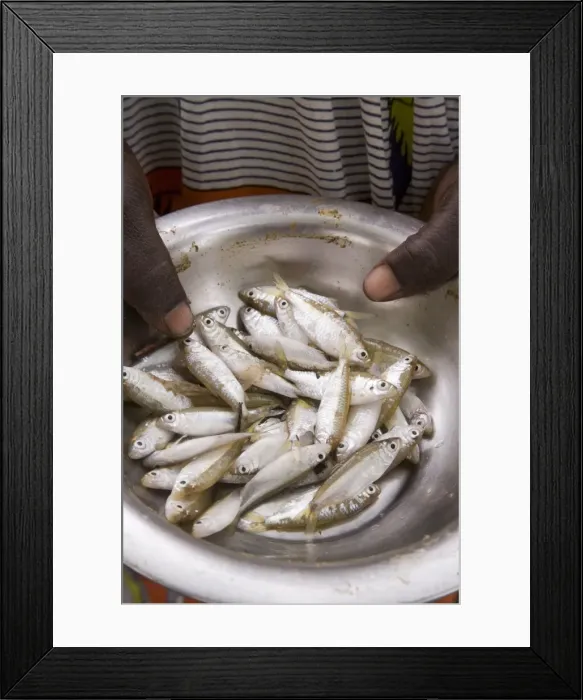 Framed Print : Fish for sale in the local market, Djenne, Niger Inland Delta, Mopti region Framed Print : Fish for sale in the local market, Djenne, Niger Inland Delta, Mopti region