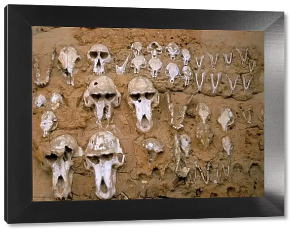 Monkey skulls embedded in mud wall to protect against evil spirits, Dogon village of Telle