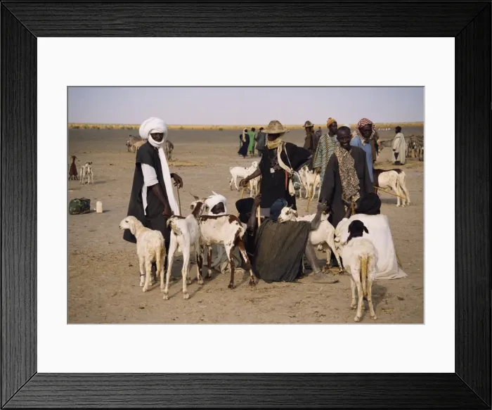 Framed Print : Men and goats on market day, Kanioume, Mali, West Africa, Africa Framed Print : Men and goats on market day, Kanioume, Mali, West Africa, Africa