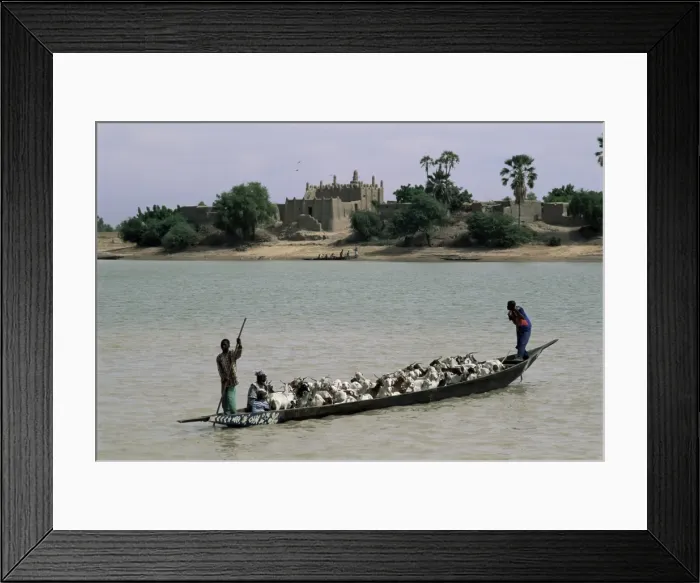 Framed Print : Peul herder and cattle crossing the River Bani during transhumance, Sofara, Mali, Africa