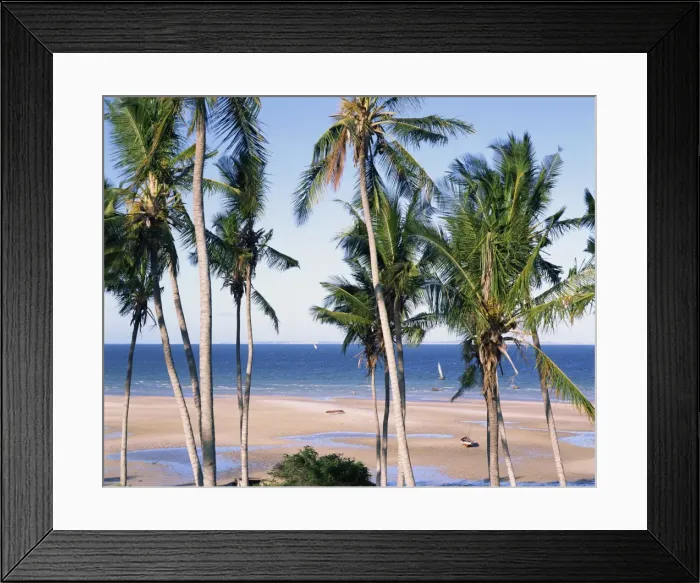 Framed Print : Palm tree and tropical beach on the coast of Mozambique, Africa Framed Print : Palm tree and tropical beach on the coast of Mozambique, Africa