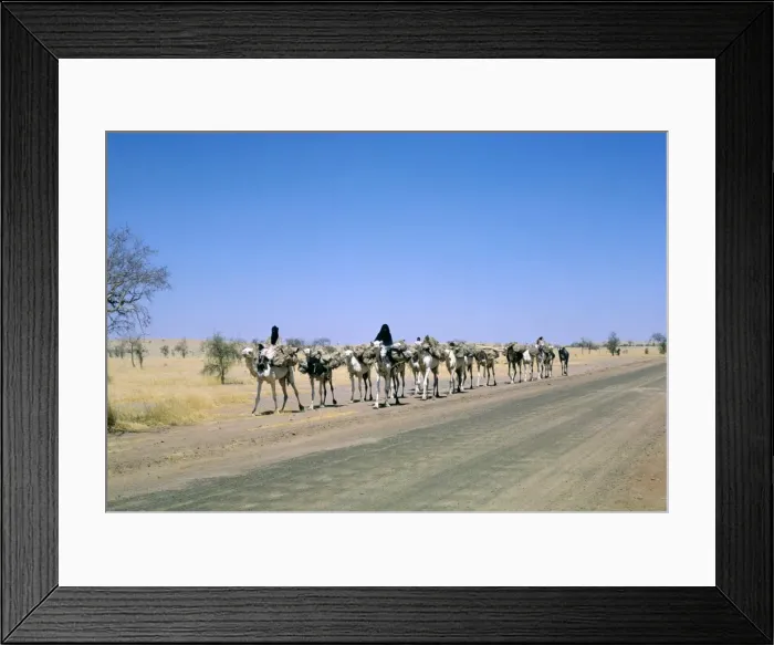 Framed Print : Camel train approaching Agades, Niger, Africa Framed Print : Camel train approaching Agades, Niger, Africa