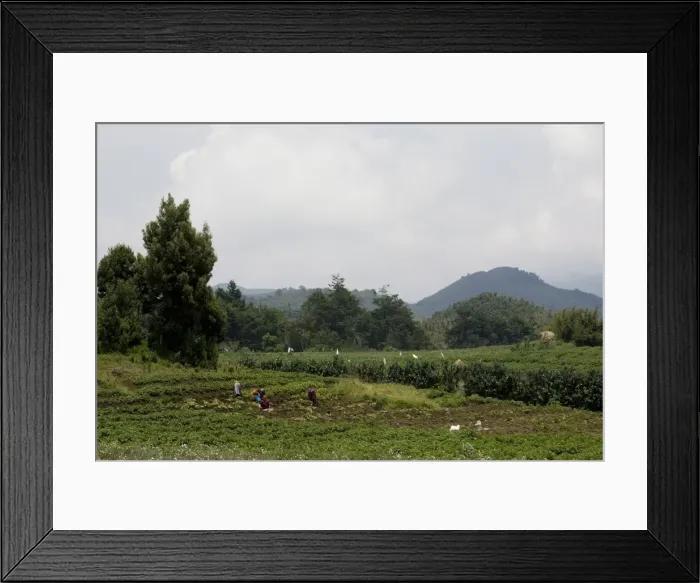 Framed Print : Potato field, with Virunga Mountains beyond, Congo, Rwanda, Africa Framed Print : Potato field, with Virunga Mountains beyond, Congo, Rwanda, Africa