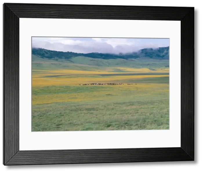 Framed Print : Masai cattle after rain, Ngorongoro crater, Ngorongoro Conservation Area