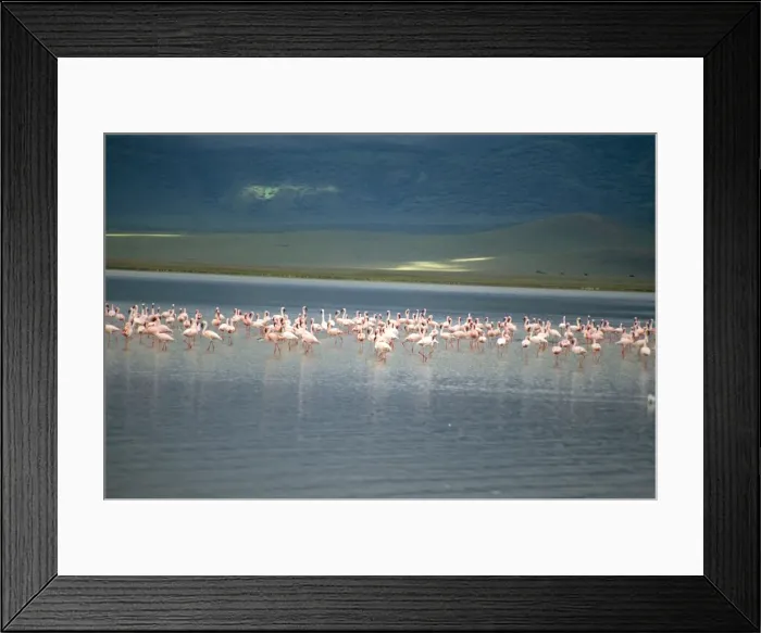 Framed Print : Flamingoes, Serengeti National Park, UNESCO World Heritage Site, Tanzania Framed Print : Flamingoes, Serengeti National Park, UNESCO World Heritage Site, Tanzania