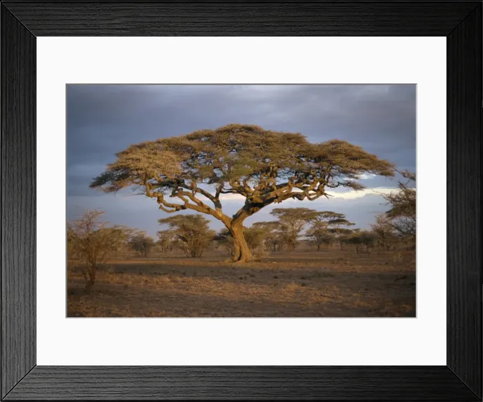 Framed Print : Acacia tree (Acacia Tortilis), Serengeti, Tanzania, East Africa, Africa Framed Print : Acacia tree (Acacia Tortilis), Serengeti, Tanzania, East Africa, Africa