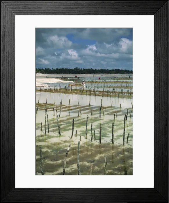 Framed Print : Seaweed crop, Zanzibar, Tanzania, East Africa, Africa Framed Print : Seaweed crop, Zanzibar, Tanzania, East Africa, Africa
