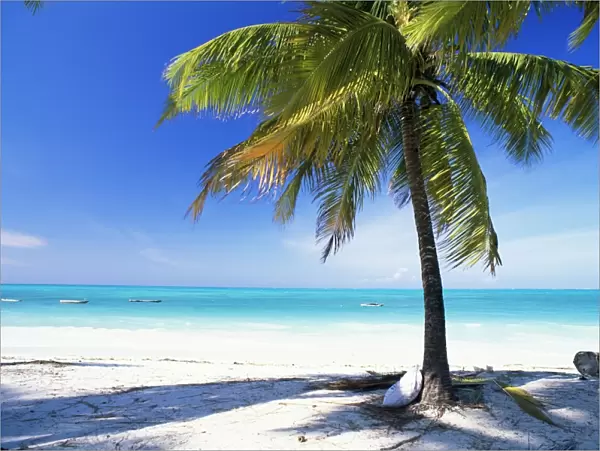 Palm tree, white sandy beach and Indian Ocean, Jambiani, island of Zanzibar