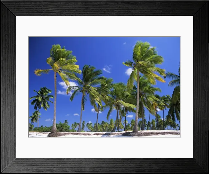 Framed Print : Palm trees, Jambiani, island of Zanzibar, Tanzania, East Africa, Africa Framed Print : Palm trees, Jambiani, island of Zanzibar, Tanzania, East Africa, Africa