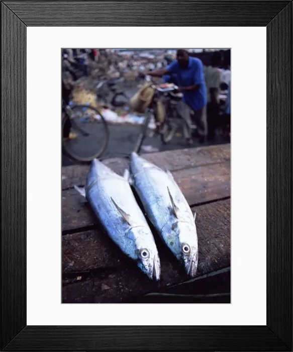 Framed Print : Two fish for sale at the daily morning fish market, Stone Town, island of Zanzibar Framed Print : Two fish for sale at the daily morning fish market, Stone Town, island of Zanzibar