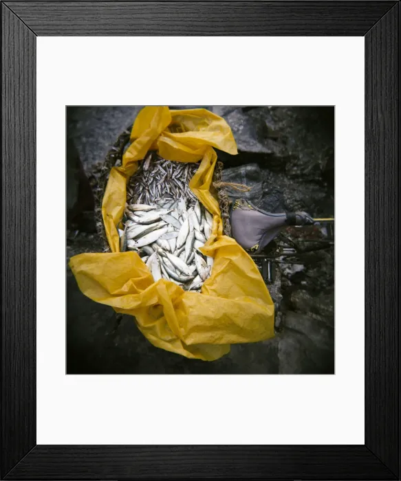 Framed Print : Yellow plastic bag full of fresh fish on back of bicycle, Stone Town, Zanzibar Framed Print : Yellow plastic bag full of fresh fish on back of bicycle, Stone Town, Zanzibar